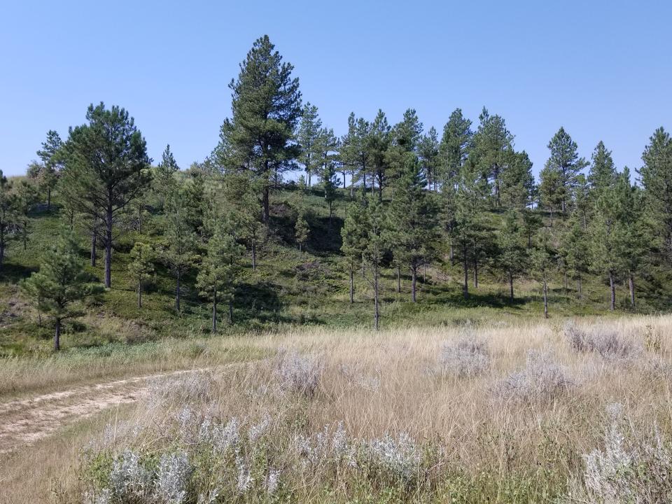 Slope County ponderosa stand thinned eight years previous. Photo: Lezlee Johnson