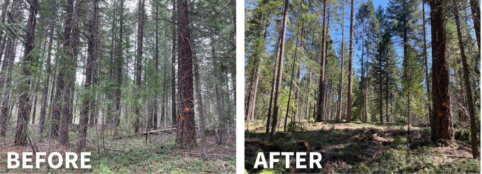 Photo: Chris Rudd, Federal Forest Restoration Unit Forester